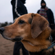 Image for article titled Raw Dog Food Might Be Driving the Spread of Dangerous Superbugs